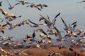 Snow geese Bosque del Apache, New Mexico USA Royalty Free Stock Photo