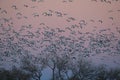 Snow geese Bosque del Apache, New Mexico USA Royalty Free Stock Photo