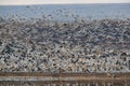 Snow geese Bosque del Apache, New Mexico USA