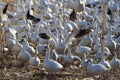 Snow geese Bosque del Apache, New Mexico USA