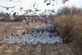Snow geese Bosque del Apache, New Mexico USA Royalty Free Stock Photo