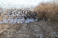 Snow geese Bosque del Apache, New Mexico USA