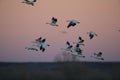 Snow geese Bosque del Apache, New Mexico USA Royalty Free Stock Photo