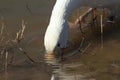 Snow geese Bosque del Apache, New Mexico, USA Royalty Free Stock Photo