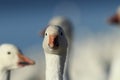 Snow geese Bosque del Apache, New Mexico, USA Royalty Free Stock Photo