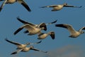 Snow geese Bosque del Apache, New Mexico, USA Royalty Free Stock Photo