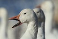 Snow geese Bosque del Apache, New Mexico, USA Royalty Free Stock Photo