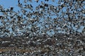 Snow geese Bosque del Apache, New Mexico, USA Royalty Free Stock Photo