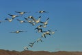 Snow geese Bosque del Apache, New Mexico, USA Royalty Free Stock Photo