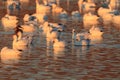 Snow geese Bosque del Apache, New Mexico, USA