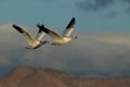 Snow geese Bosque del Apache, New Mexico, USA Royalty Free Stock Photo