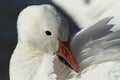 Snow geese Bosque del Apache, New Mexico, USA Royalty Free Stock Photo