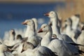 Snow geese Bosque del Apache, New Mexico, USA Royalty Free Stock Photo