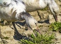 Snow Geese Close Eating Skagit Valley Washington