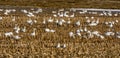 Migrating Snow Geese in a Corn Field, Baie du FÃÂ¨vre, Quebec, Canada Royalty Free Stock Photo