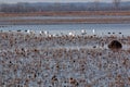 Snow Geese Royalty Free Stock Photo