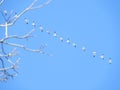 Snow Geese migrating to northern Cayuga Lake Royalty Free Stock Photo