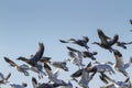 Snow geese flosk in flight Royalty Free Stock Photo