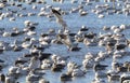 Snow geese fall migration Royalty Free Stock Photo
