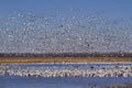 Snow geese fall migration Royalty Free Stock Photo