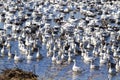 Snow geese fall migration