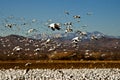 Snow Geese in Flight Royalty Free Stock Photo