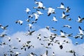 Snow Geese in Flight Royalty Free Stock Photo