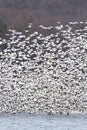 Snow Geese In Flight Royalty Free Stock Photo