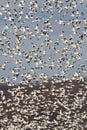 Snow Geese In Flight Royalty Free Stock Photo