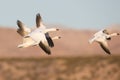 Snow geese in flight Royalty Free Stock Photo