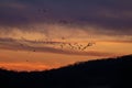 Snow Geese in flight at Sunset Royalty Free Stock Photo