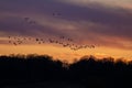 Snow Geese in flight at Sunset Royalty Free Stock Photo