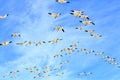 Snow Geese in Flight Royalty Free Stock Photo