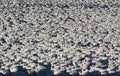 Snow Geese Flock Royalty Free Stock Photo