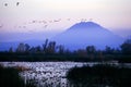 Snow geese flock in flight Royalty Free Stock Photo