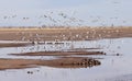 A Snow Geese Flock Lands in a Rural Landscape Royalty Free Stock Photo