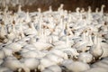 A snow geese flock Royalty Free Stock Photo