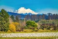 Snow Geese Flock Mount Baker Skagit Valley Washington Royalty Free Stock Photo