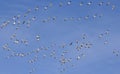 A Snow Geese Flock Races Past in a Blue Sky Royalty Free Stock Photo