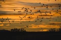 Snow geese flock at sunrise over Bosque Royalty Free Stock Photo