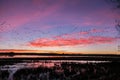 Snow Geese Flocks at Sunrise Royalty Free Stock Photo