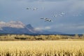 Snow geese fly over corn field at the Bosque del Apache National Wildlife Refuge, near San Antonio and Socorro, New Mexico Royalty Free Stock Photo