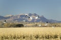 Snow geese fly over cornfield over the Bosque del Apache National Wildlife Refuge at sunrise, near San Antonio and Socorro, New Me