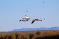 Snow Geese on the Wing Royalty Free Stock Photo