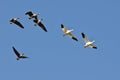 Snow Geese Flying with Greater White-Fronted Geese in a Blue Sky