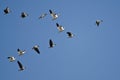 Snow Geese Flying with Greater White-Fronted Geese in a Blue Sky