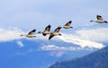 Snow Geese Flying Mountains Skagit Valley Washington Royalty Free Stock Photo