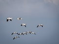 Snow geese flying in North America during the annual winter migration.