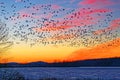 Snow Geese Flying Over Frozen Lake Royalty Free Stock Photo