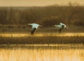 Snow geese flying over a lake during sunrise at Bosque del Apache National Wildlife Refuge Royalty Free Stock Photo